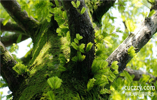 傳媒大學(xué)在職研究生報(bào)考條件有哪些?